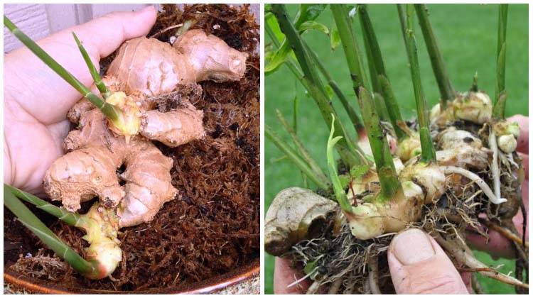 How To Grow Ginger Indoors In 6 Easy Steps Bewellbuzz