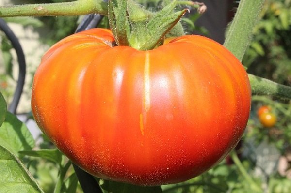 Beefsteak tomatoes are the largest variety and contain more of everything.