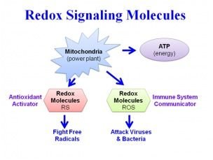 Redox Message Redox Signaling | Be Well Buzz