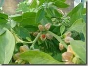 ashwagandha herb - natural cures for hypothyroidism