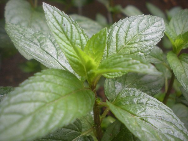 You can also have peppermint tea as natural cures for acid reflux.