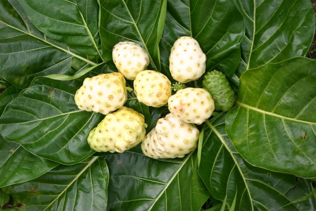Things You Need To Know About Noni - Be Well Buzz