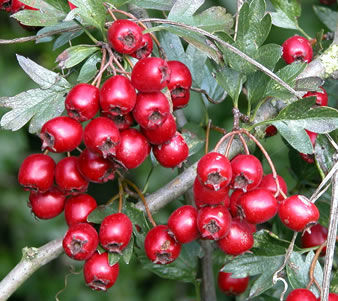 Hawthorn Berries For Your Heart - Be Well Buzz