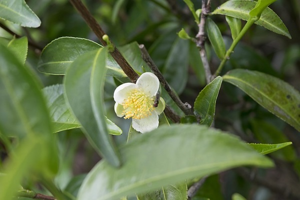 Tea Tree Essential Oil