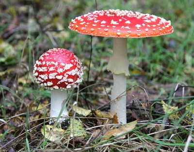 amanita