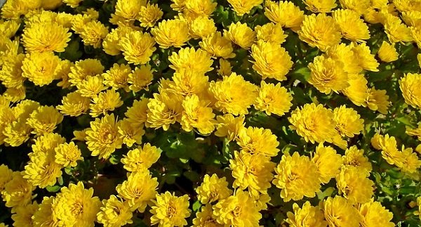 Chrysanthemum flowers have surprising health benefits.