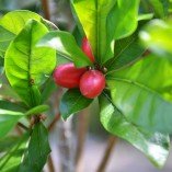 miracle berry plant