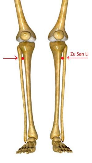 zusanli-skeletal