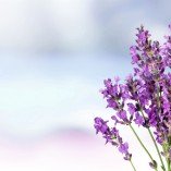 Lavender.