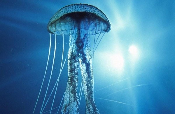 The Immortal Jellyfish