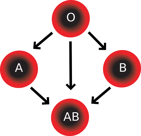 Blood type compatibility chart.
