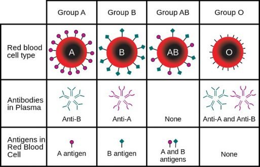 The blood type groups as we know them today.