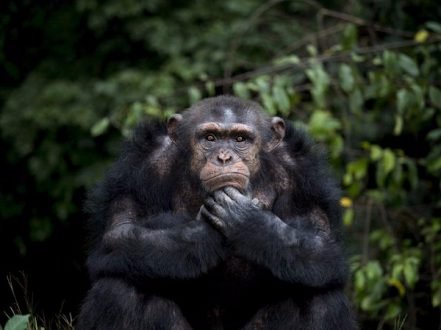 Chimpanzees have type A and type O blood.