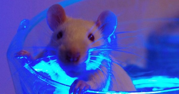 Experiments in mice have shown the dangers of fluorescent lights