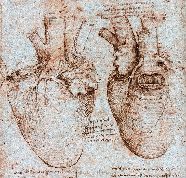 Cardiac anatomy as drawn by Leonardo Da Vinci.