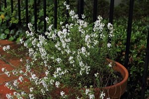 Health Benefits of Thyme: Makes a great houseplant