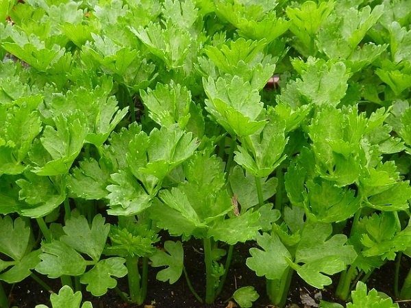 You may be using celery stalks regularly to make soups and other dishes. 