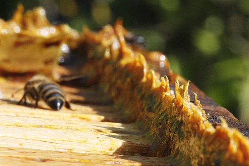 How does bee propolis benefit your health?