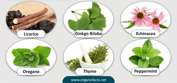 10 Best Herbs for Respiratory Health & How They Help You | BeWellBuzz