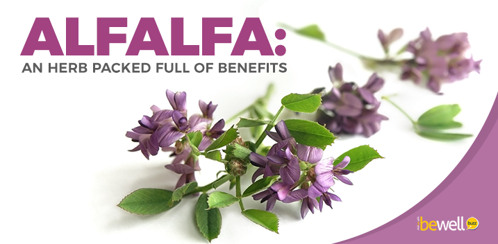 The Wonderful Health Benefits and Uses of Alfalfa | BeWellBuzz