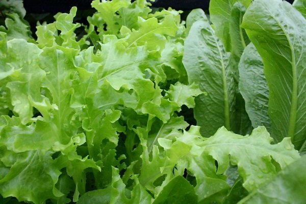 Dark leafy greens are an excellent source of antioxidants and a very important nutrient for anti-aging—vitamin K.
