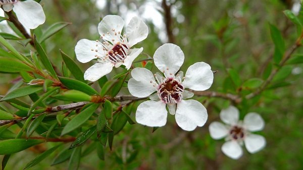 Tea tree oil is obtained by steam distillation of the leaves of Melaleuca alternifolia.