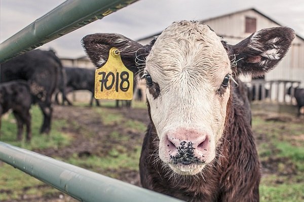 Why Are People Opting for Plant-Based Foods?