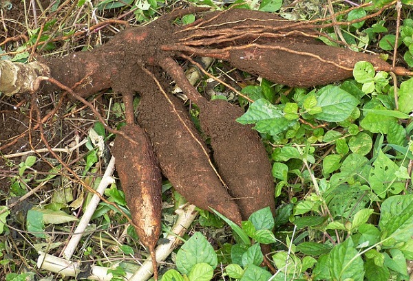 2019 Superfoods - Cassava Root