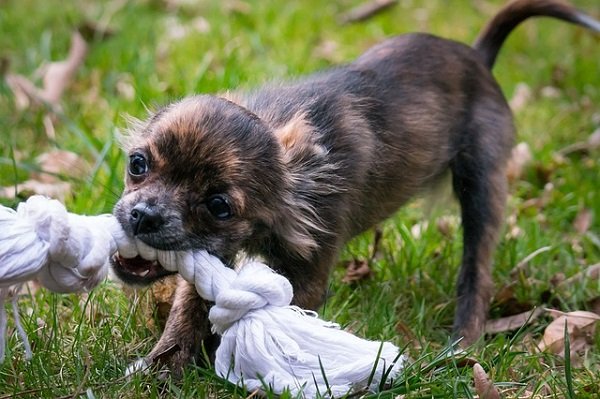 Tug toys and hemp rope bones are the best known hemp dog toys.