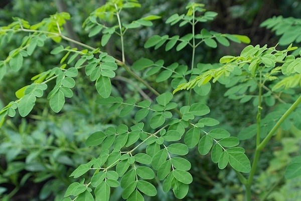 2019 Superfoods - Moringa