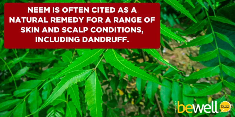 Neem is often cited as a natural remedy for a range of skin and scalp conditions, including dandruff.