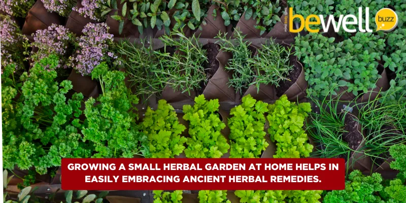 Growing a small herbal garden at home helps in easily embracing ancient herbal remedies.