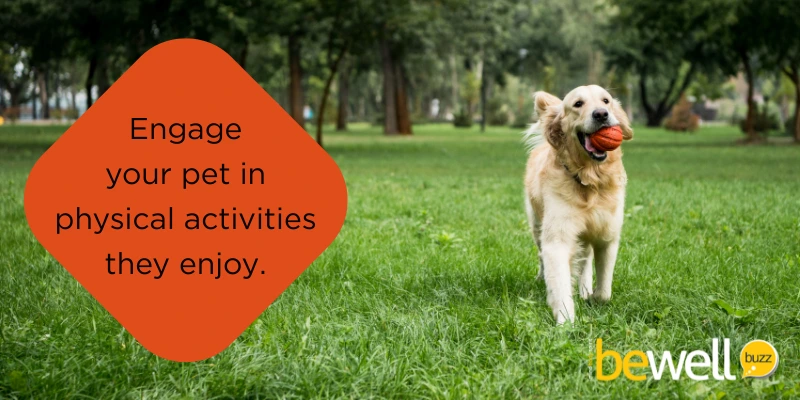 Key principles of holistic pet care