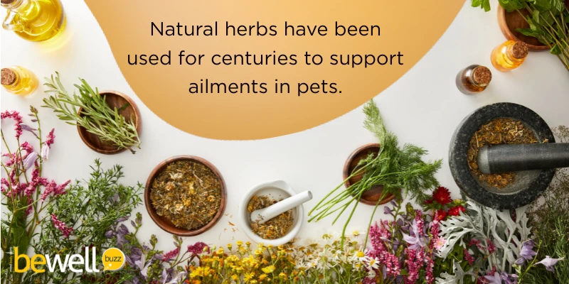 Holistic pet care also includes exploring alternative⁢ and complementary ​therapies to support your pet's overall well-being.