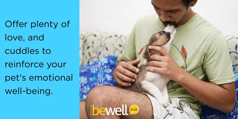Practical Tips to Incorporate Holistic Pet Care